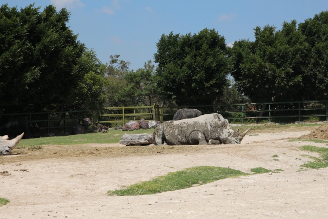 Recorrido con rinoceronteres