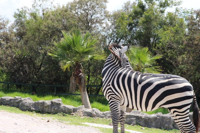 Cebra en el zoológico