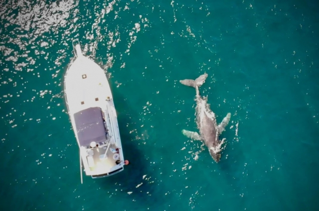 Disfruta de un paseo en barco mientras observas ballenas