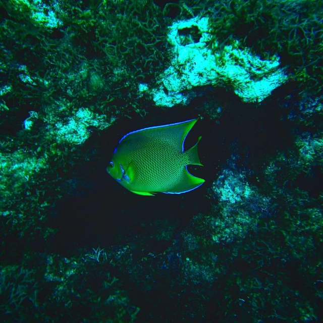 Peces en calaveras