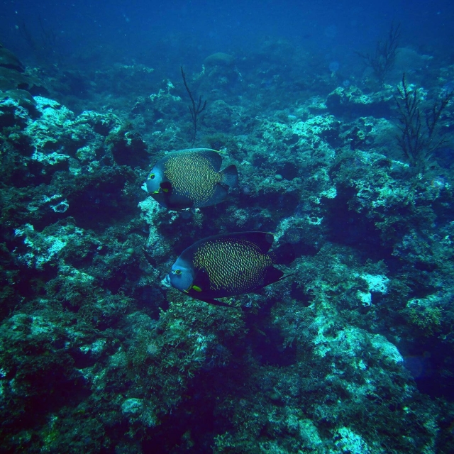 Arrecife en la costa