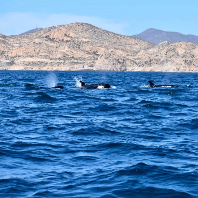 Avistamiento de ballenas
