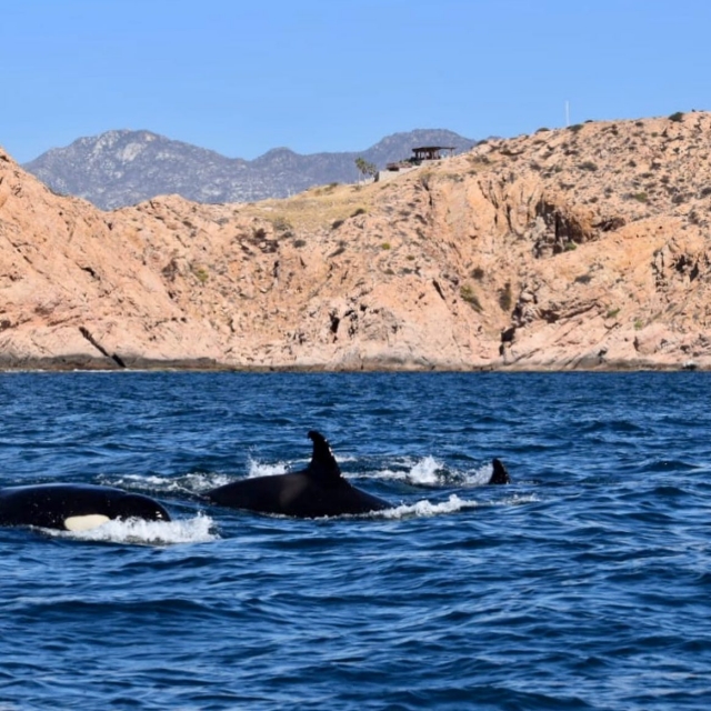 Encontrando ballenas