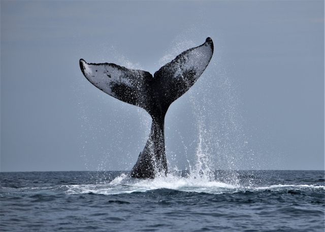 Cola de ballena