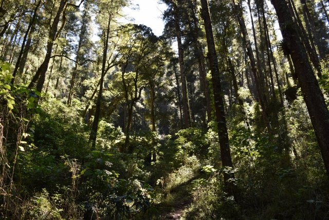 Senderismo en el bosque