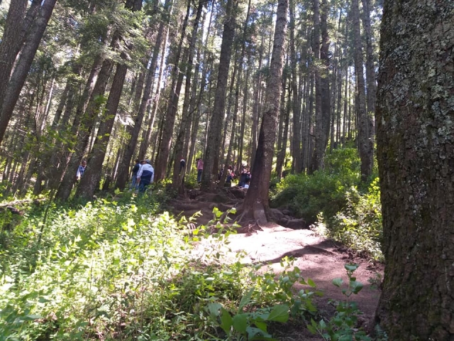 Montando por el bosque