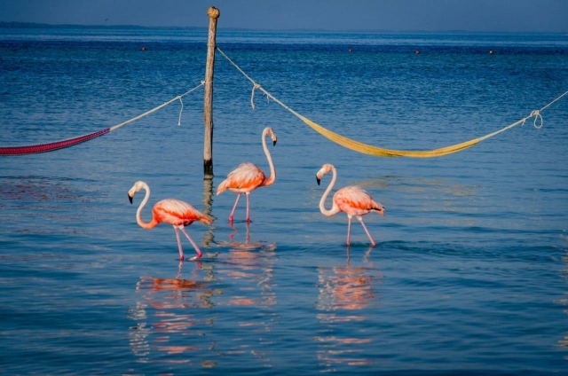 Flamencos en la isla