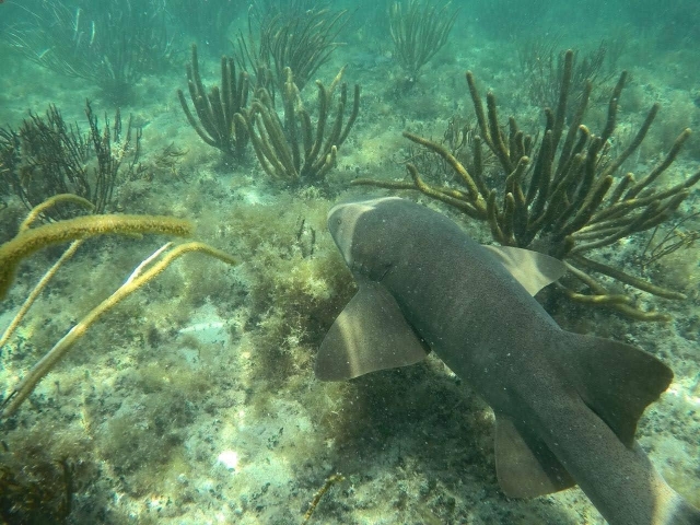Snorkeleando