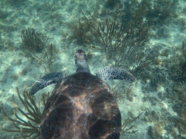 Tortugas marinas