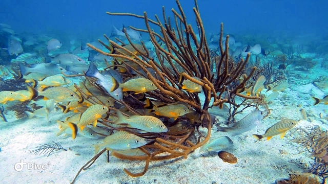 Naturaleza marina