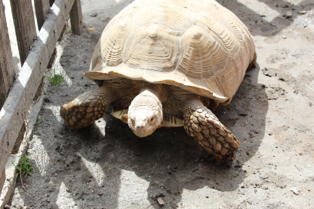 Tortugas terrestternera
