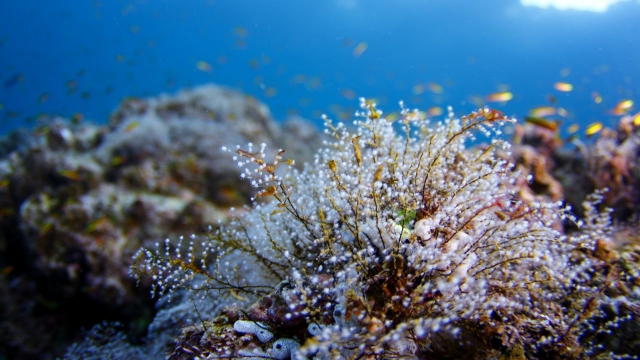 Tesoros marinos