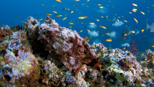 Arrecife y banquetas de peceres