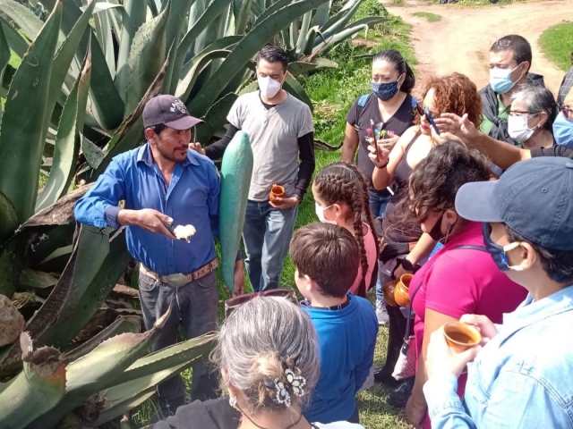 Raspando el maguey