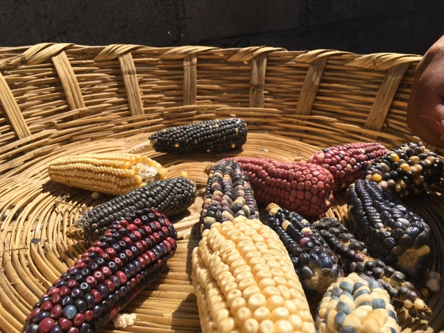 Variedad de maíz