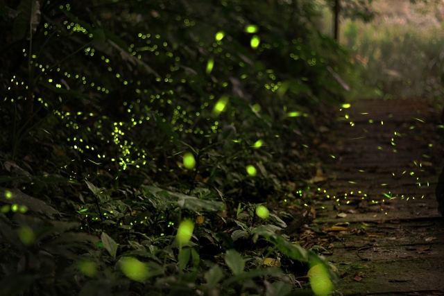 Luciérnagas en el bosque