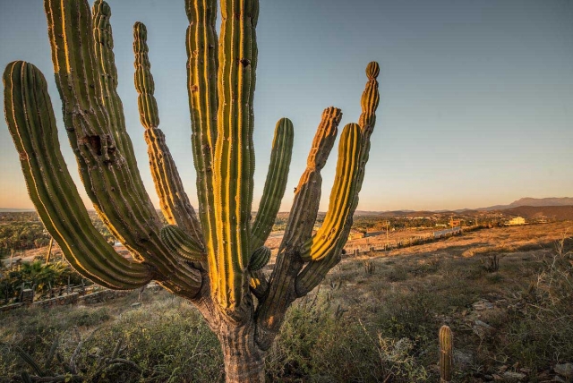 Desierto y cáctus