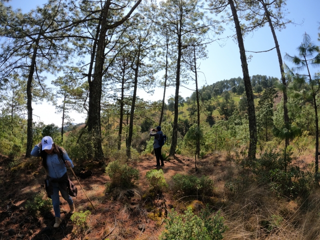 Explorando el bosque
