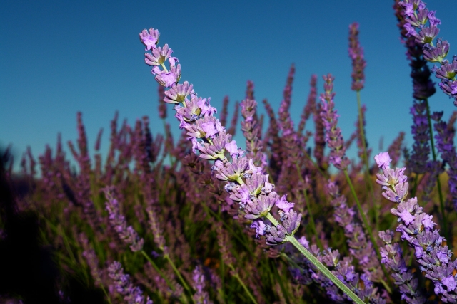 Lavanda