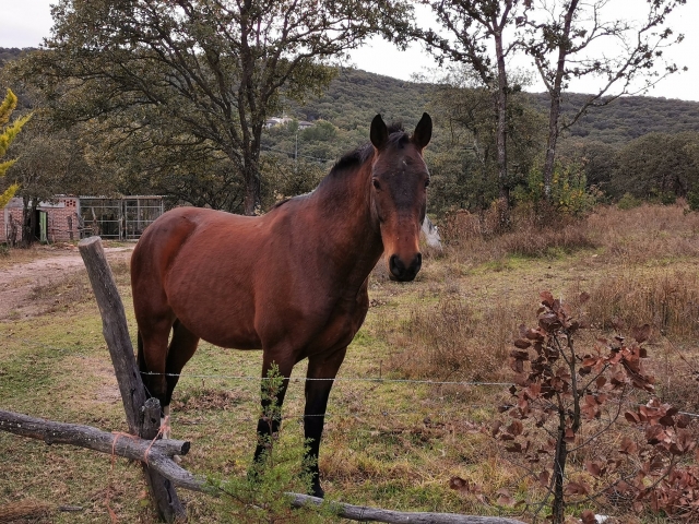 Caballos en bosque