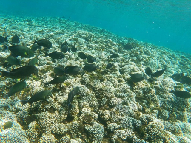 Arrecife de coral 