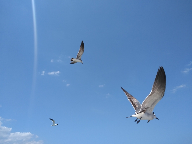 Avererererereres caribeñas