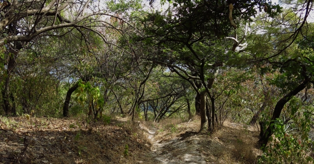 Recorriendo el bosque