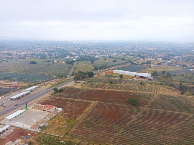 Campos de agave
