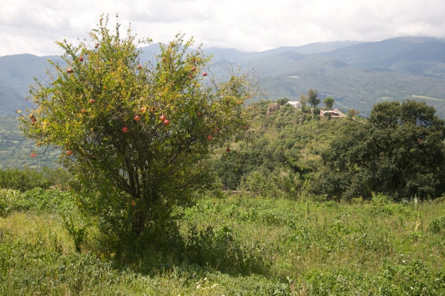 Caminando por el campo