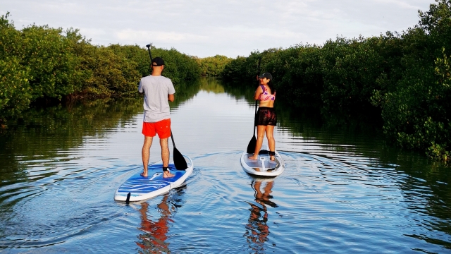 RECORRE LOS CANALES DE MANGLAR EN PADDLE BOARD