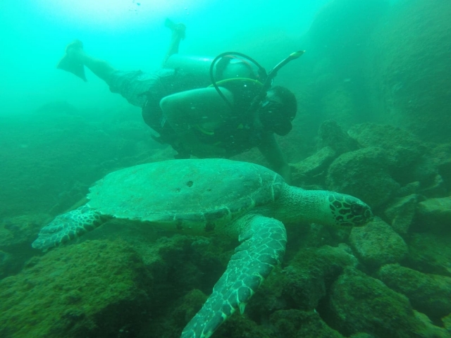 Buceando con tortuga marina
