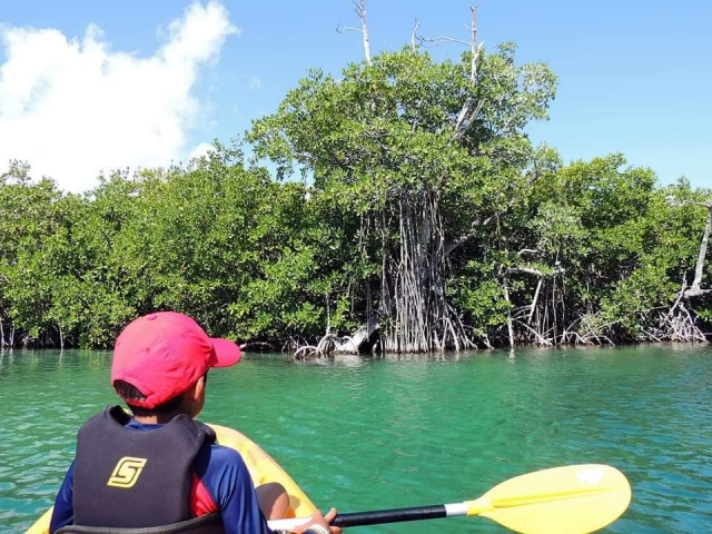 Rumbo al manglar