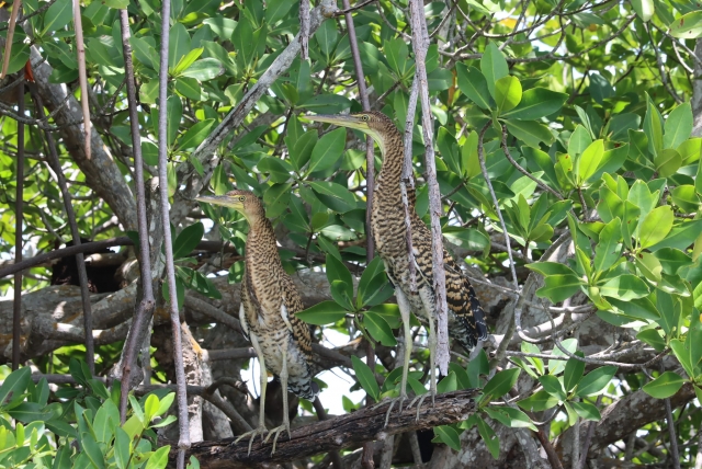 Avererererereres entre manglaternera