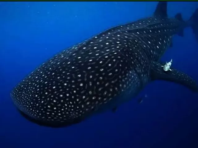 Nado tiburón ballena en La Paz P. Niño Extranjero