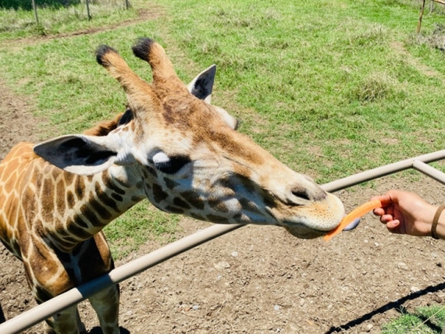 Dando de comer a jirafas Dando de comer a jirafas