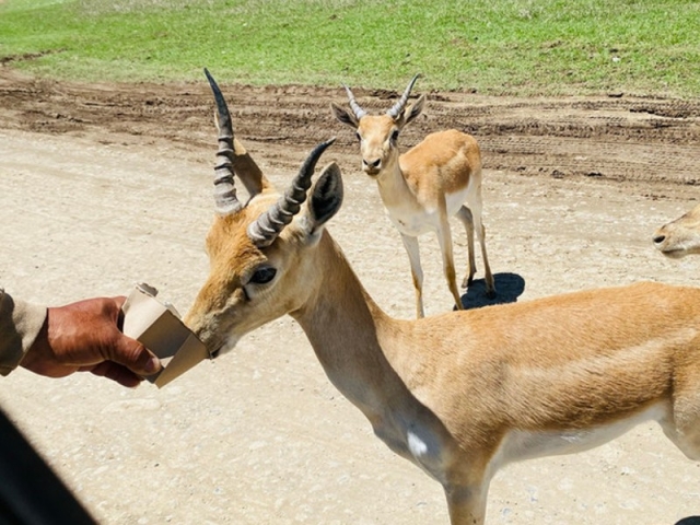 Dando de comer a los animaleres Dando de comer a los animaleres