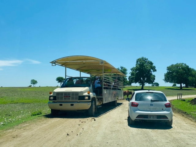Disfrutando del safari