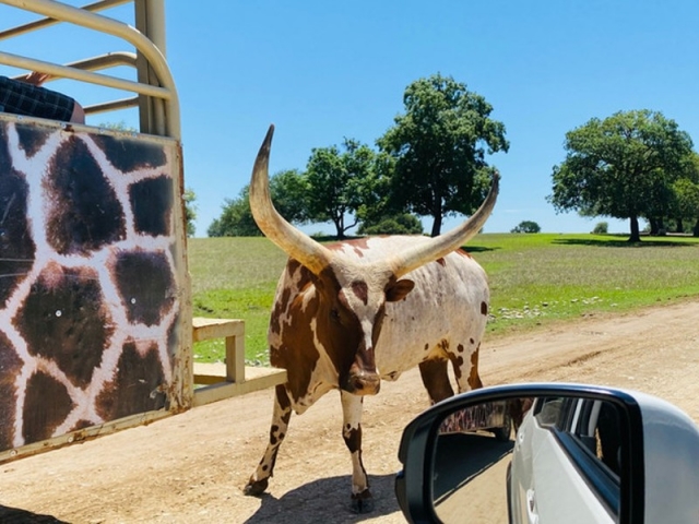 Safari en bioparque