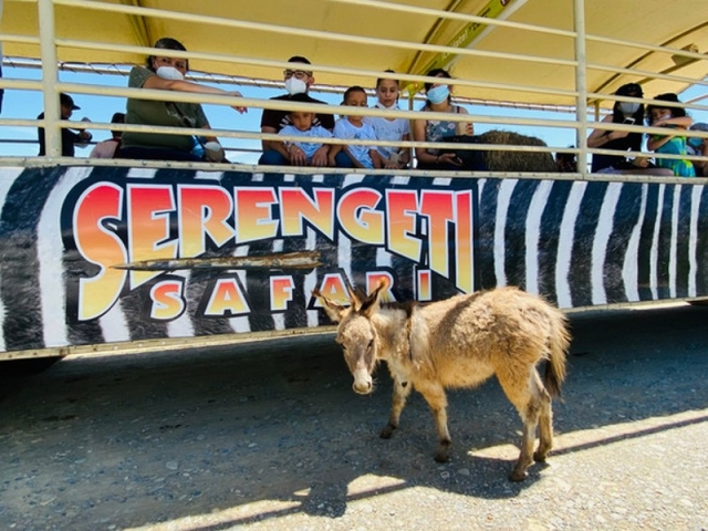 Serengeti safari