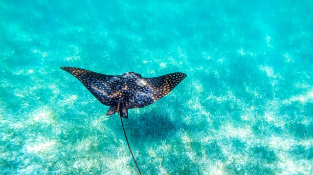 Mantarrayas
