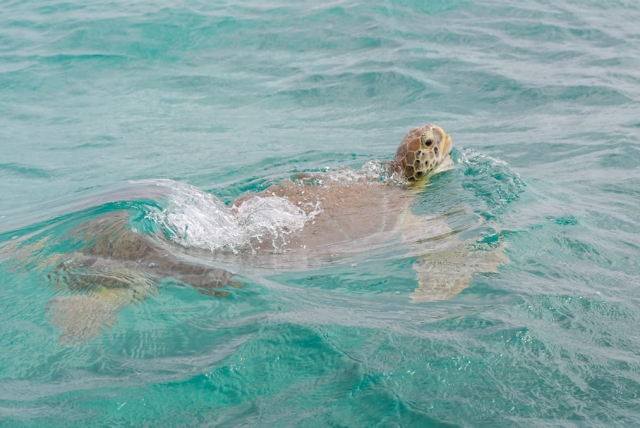 Tortuga caribeña