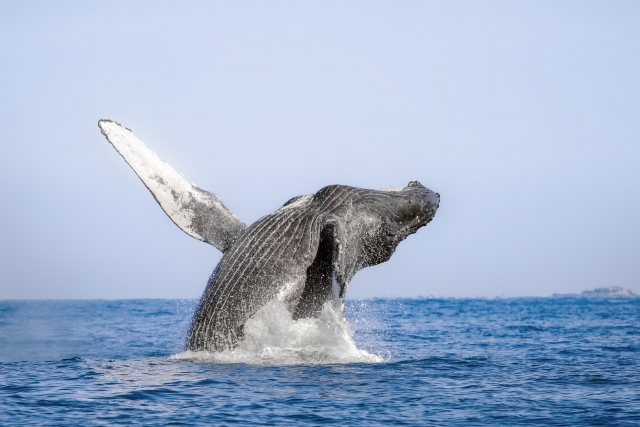 Ballena gris