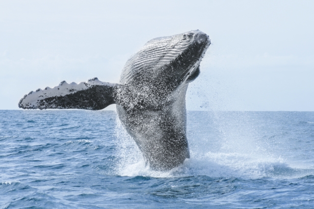 Ballena jorobada
