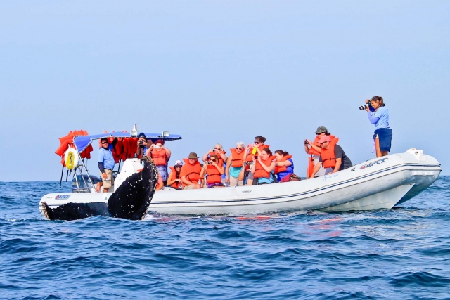 Navegando entre ballenas