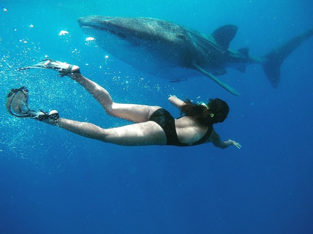 Snorkel con tiburon ballena