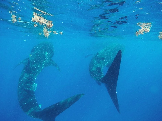 Tiburonererererereres ballena