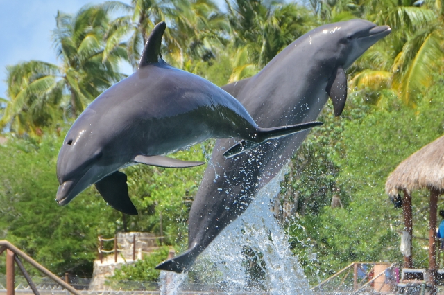 Saltos libternera de delfines