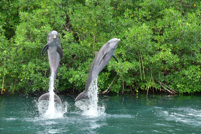 Salto de delfines