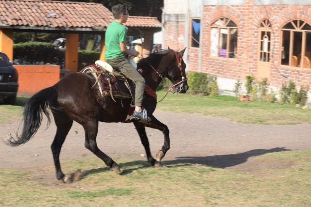 Caballo trotando