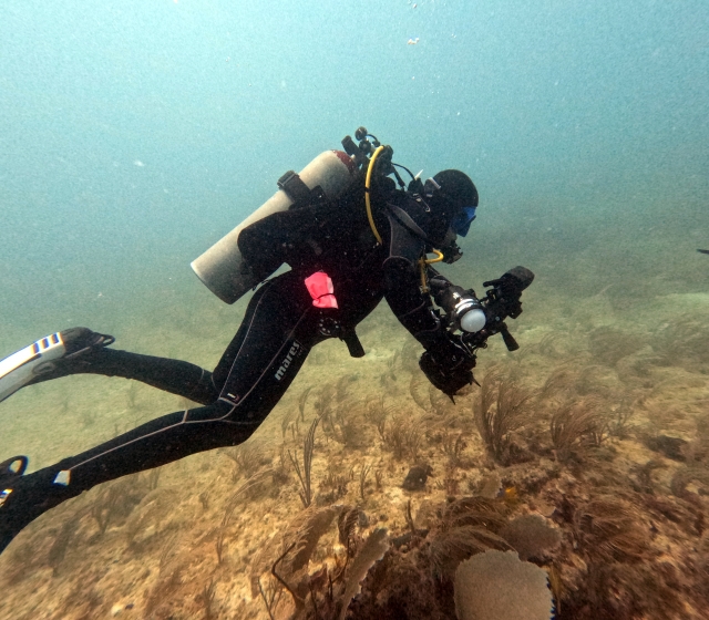 descubriendo la fauna marina
